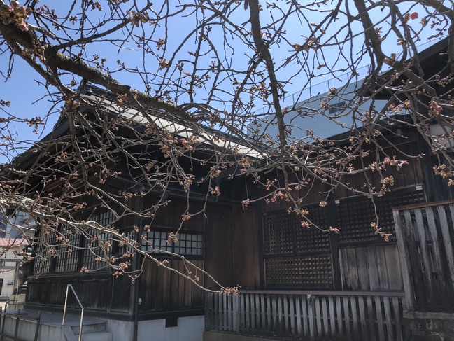 4月7日の八重桜