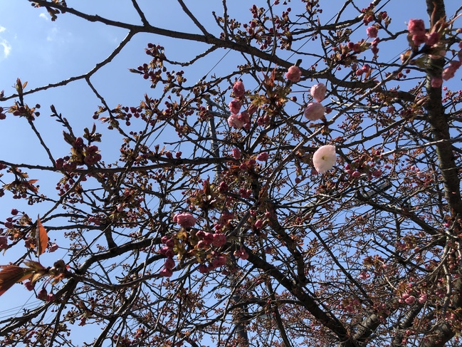 八重桜九日