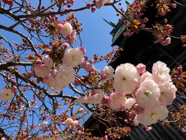 八重桜4月14日