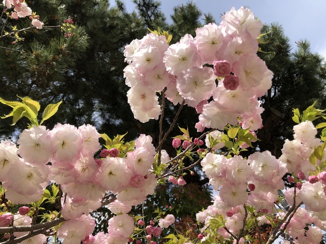 八重桜境内東