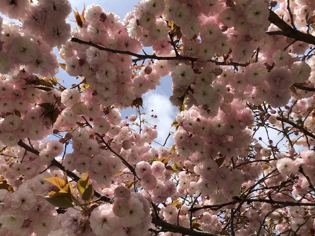 桜の下から1