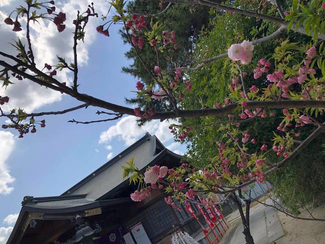 境内東の八重桜