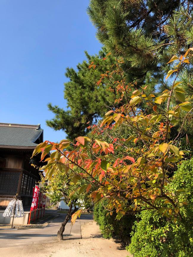 10月31日紅葉