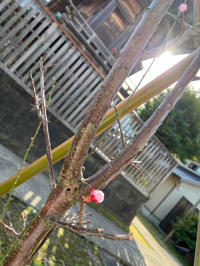 杏の花