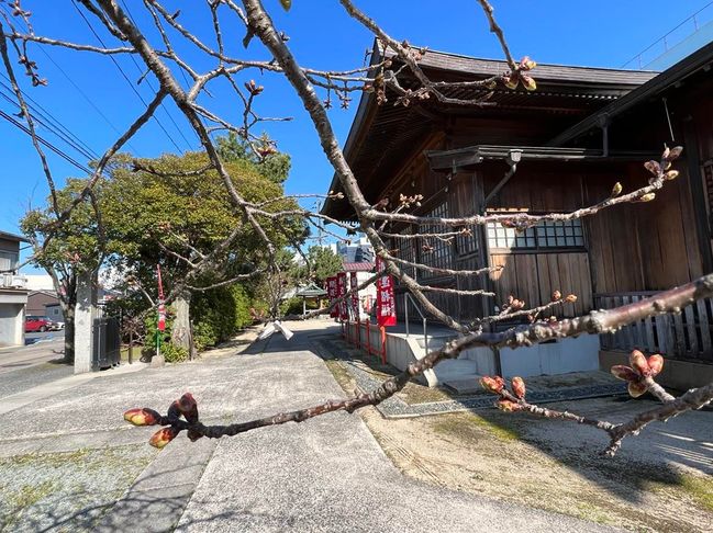 境内北側八重桜