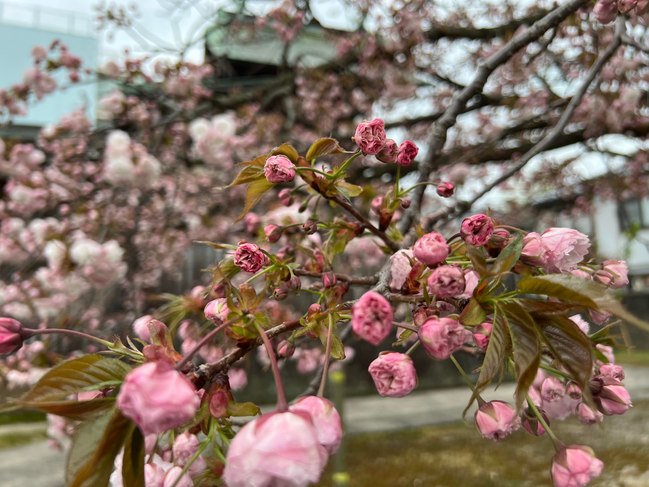 20230406境内北側八重桜