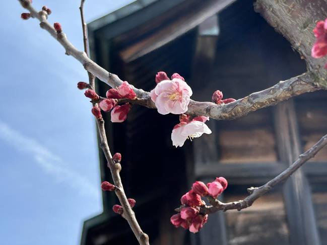 杏開花