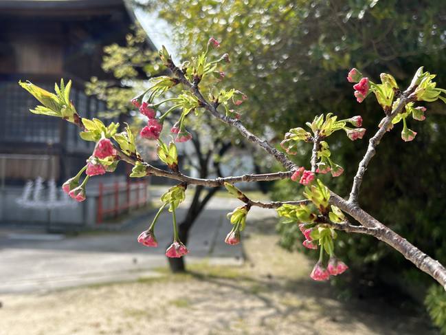 手水舎横桜午後