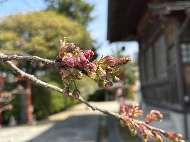 北側八重桜