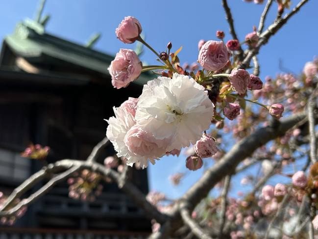 北側八重桜