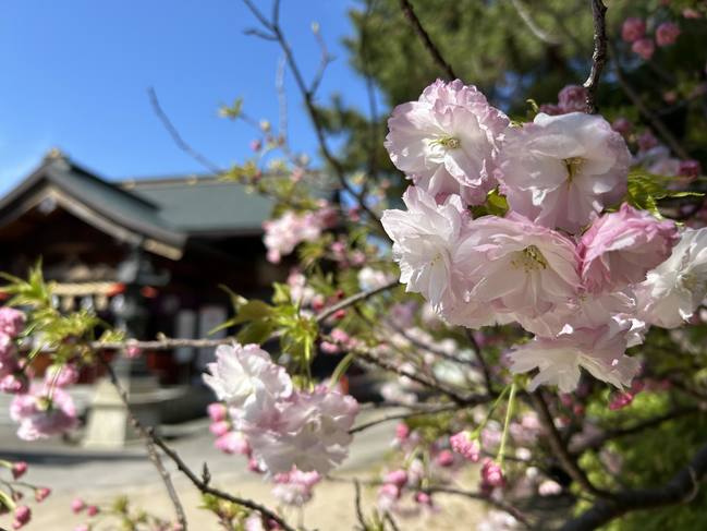 山桜