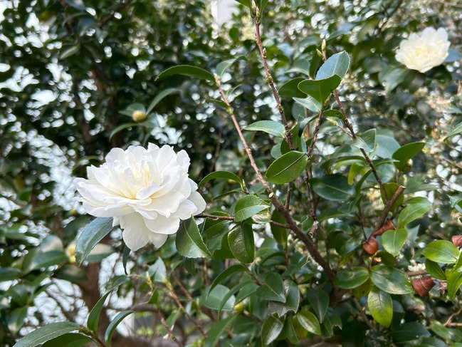 山茶花
