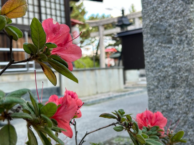 つつじ