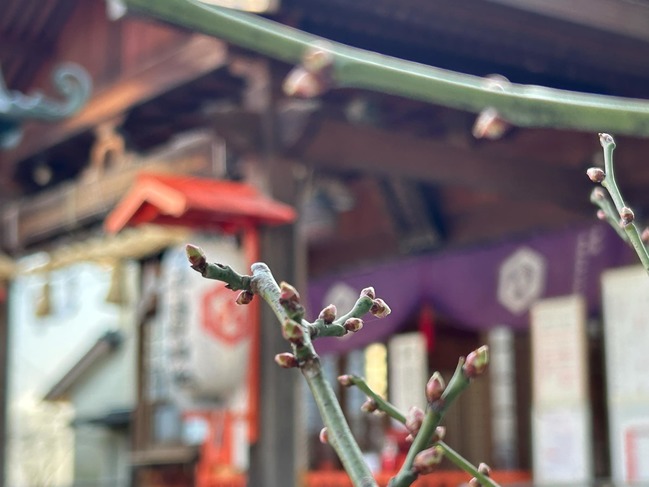 境内梅2