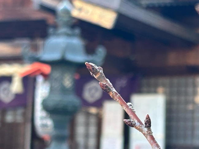 境内桜
