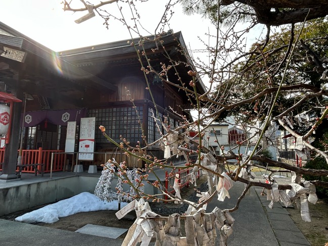 境内白梅残雪あり