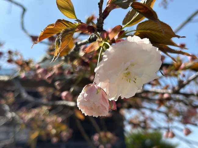 社殿北側八重桜ふげんぞう