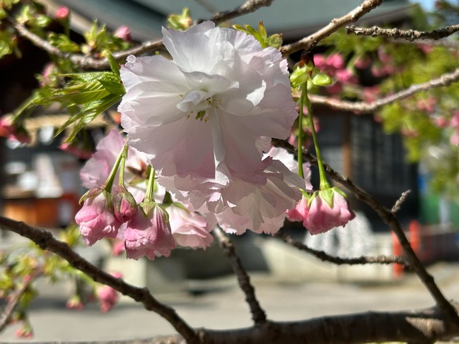 八重桜松月