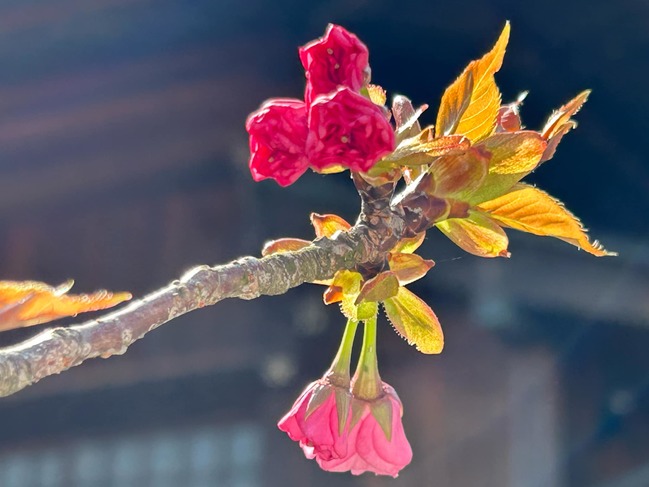 八重桜かんざん
