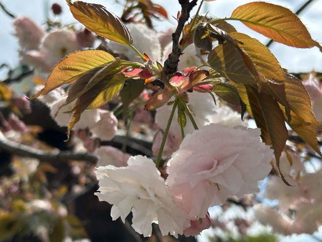 開運ぼんぼん桜