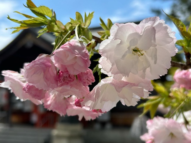 八重桜の松月
