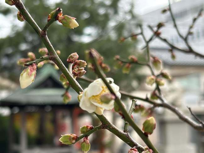 境内白梅