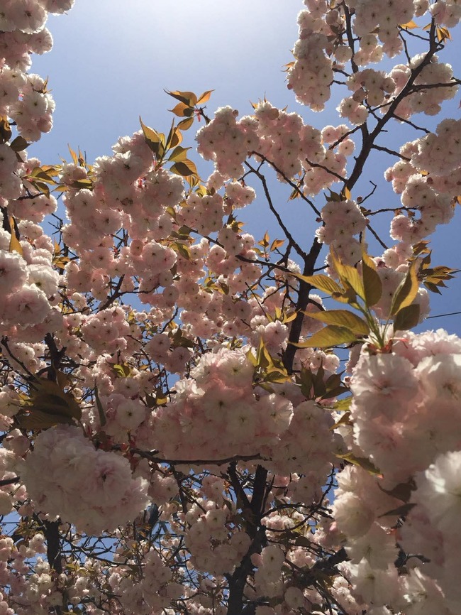 2015年4月八重桜