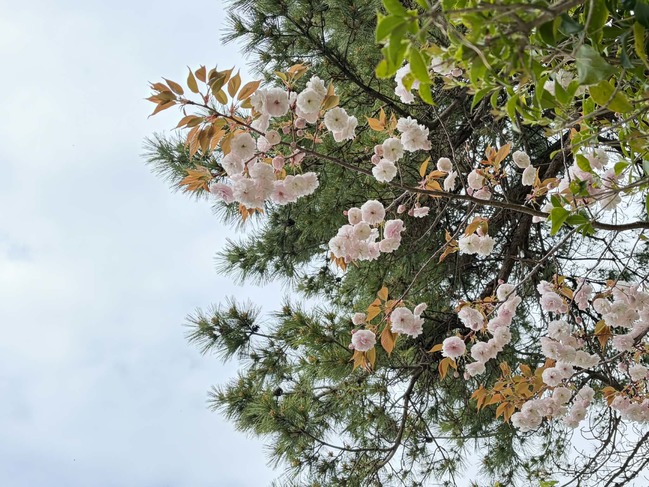 手水舎近くの八重桜