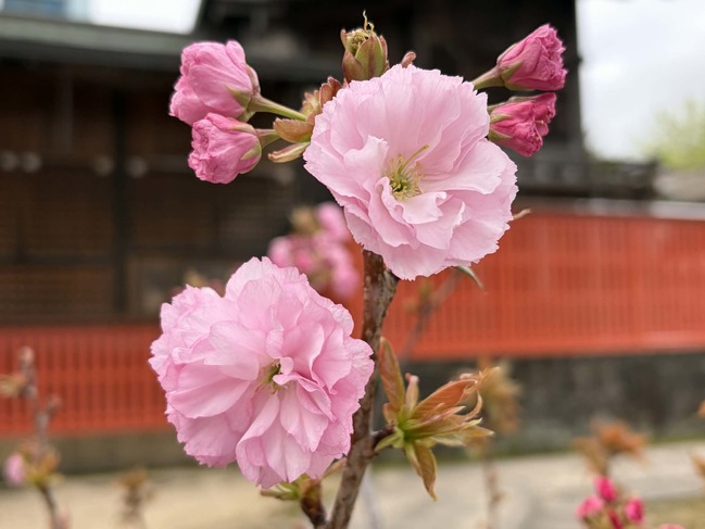 関山