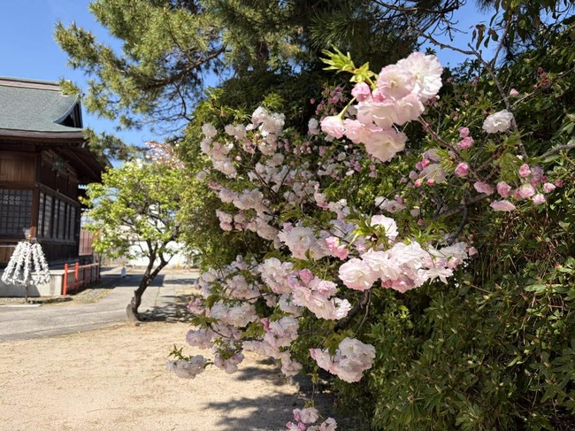 松月