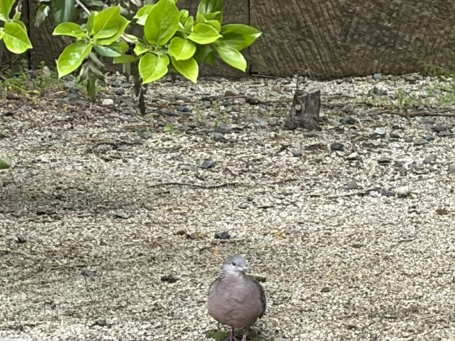 鳩