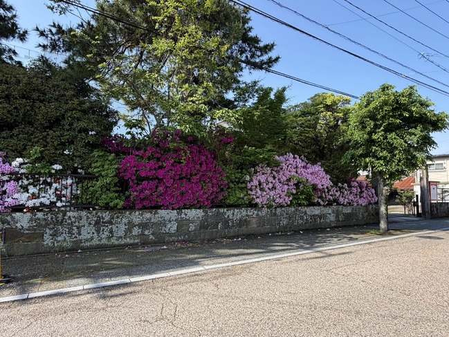 歩道沿い躑躅1