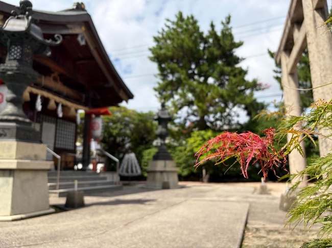 紅葉タムケヤマ