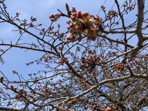 4月7日の八重桜その2