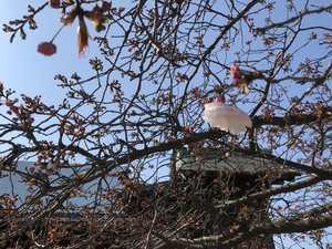 八重桜一輪