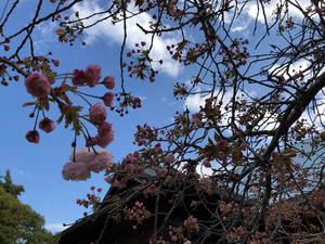 開運ぼんぼん桜