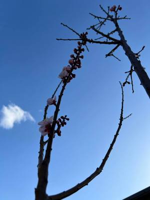 杏の花と雲