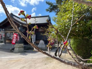 境内東側八重桜