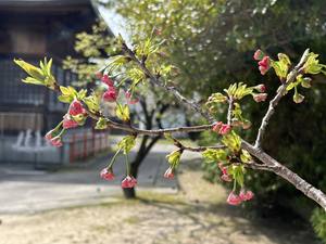 手水舎横桜午後