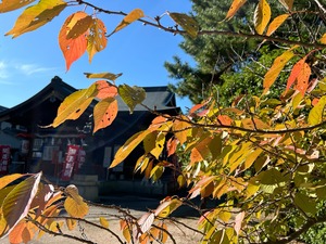 桜の葉の紅葉