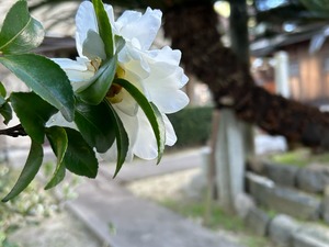 山茶花