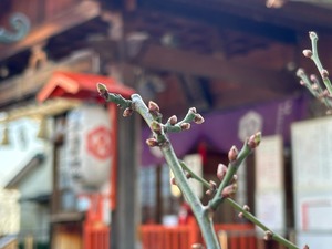 境内梅１