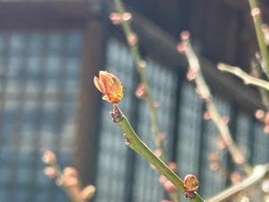 境内白梅フォーカス
