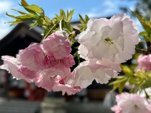 八重桜の松月