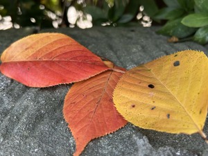 さくらの紅葉